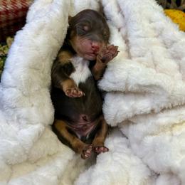 Chocolate tricolor - Brown male Bernedoodle puppy in Crete, Illinois from Plum Valley Pups