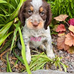 RG2 - Tri-Roan female English Springer Spaniel puppy in Britton, South Dakota from K&S Canines