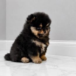 Black Bear 3500 - Black and tan male Pomeranian puppy in California from Pawsh Poms
