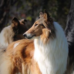 Collies from Wellsmere Collies
