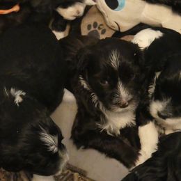 Portuguese Water Dog Puppies from Red River Kennels