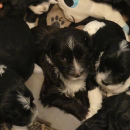 Portuguese Water Dog Puppies from Red River Kennels