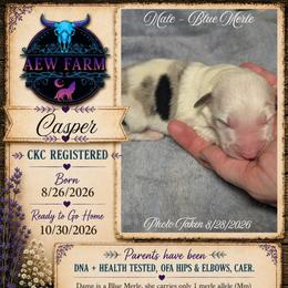 Casper - Blue merle male Australian Shepherd puppy in Citra, Florida from AEW Farm