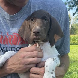 Boy 4 - Liver and white German Shorthaired Pointer puppy in Ellsworth, Minnesota from Zitzloff’s Pointers