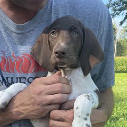 Boy 4 - Liver and white German Shorthaired Pointer puppy in Ellsworth, Minnesota from Zitzloff’s Pointers