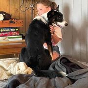 Australian Koolie All Grown Up from Tenacious Dogs