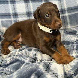 White Collar - Red and rust female Doberman Pinscher puppy in Lake City, Florida from Paintedcrazy Doberman Pinchers