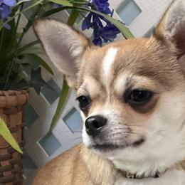 Chihuahuas from Knox Rock'n Chihuahuas