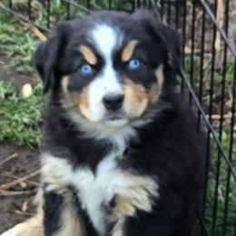 Elaina - Black tri female Miniature Australian Shepherd puppy in Crestline, California from Haugen's Minis