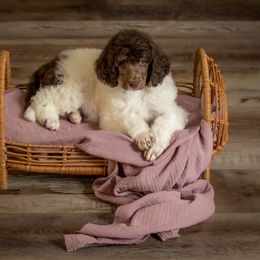 Poodle Puppies from Setting the Standard Poodles