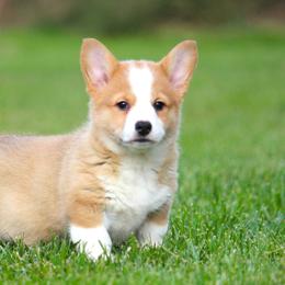 Pembroke Welsh Corgi Puppies from Bellwether Acres