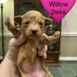 Willow - Apricot female Poodle puppy in Mineral Wells, Texas from S.H.A.R.P.’s Toy Poodles