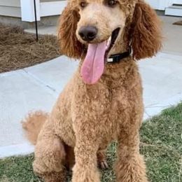 Goldendoodles and Poodles from Crane Train Poodles & Doodles