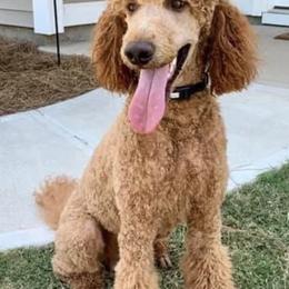 Goldendoodles and Poodles from Crane Train Poodles & Doodles