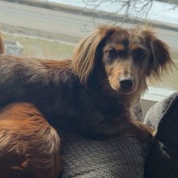 Dachshunds from The Long Dog Lounge of Montana