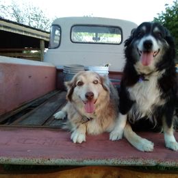 Australian Shepherd All Grown Up from Briggs Aussies