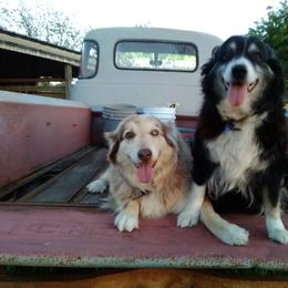 Australian Shepherd All Grown Up from Briggs Aussies