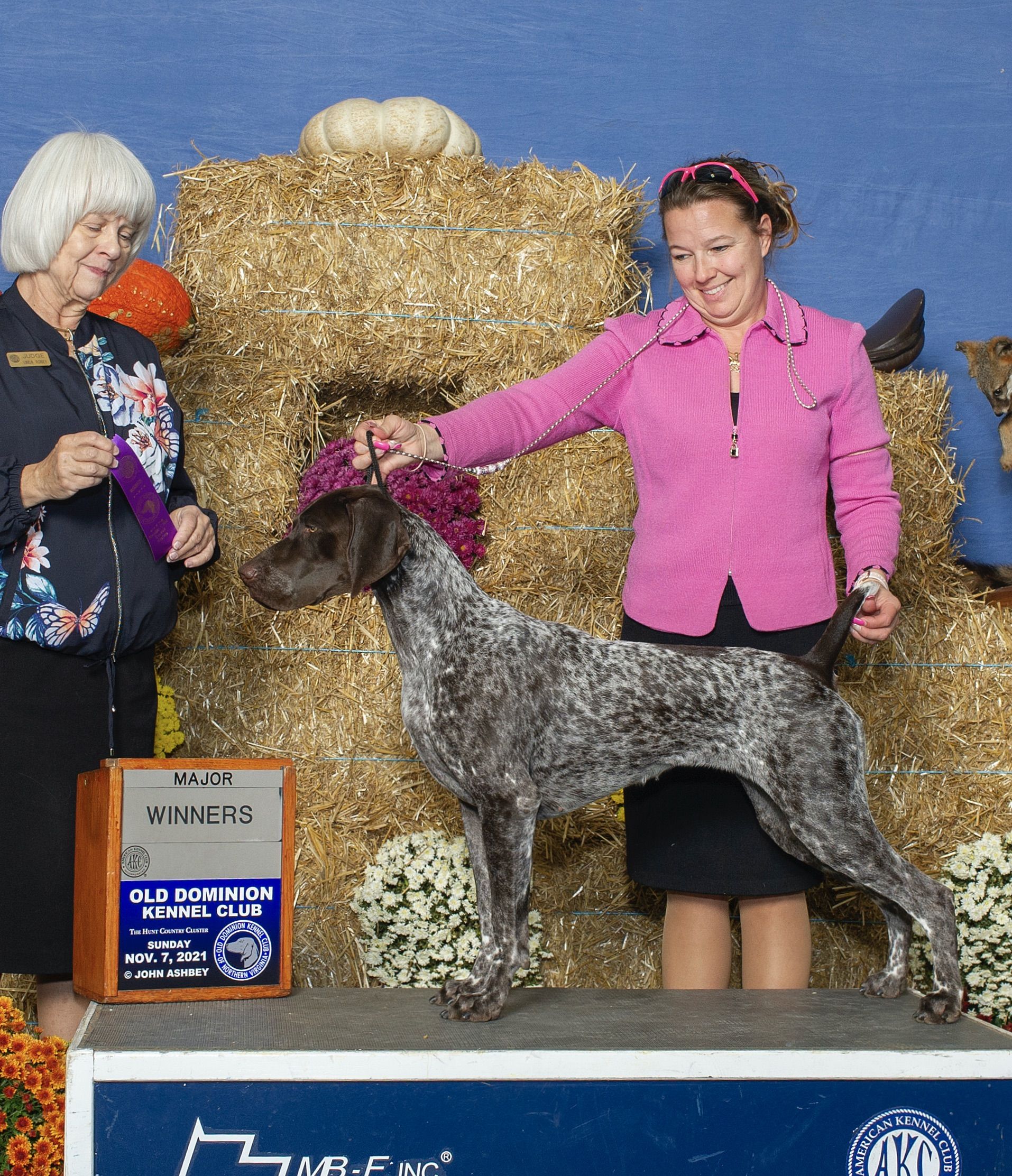 Diadem german hot sale shorthaired pointers