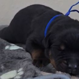 Blue boy - Black and tan male Rottweiler puppy in Lake City, Florida from Haus Der Wut Kennels