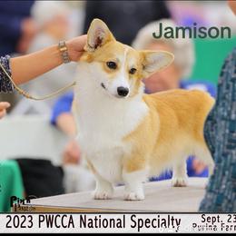 Jamison - Pembroke Welsh Corgi