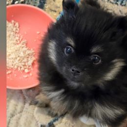 Snickers - Black and tan parti male Pomeranian puppy in Bells, Texas from Lollipoppoms