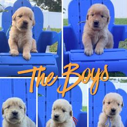 Boy 2 - male Golden Retriever puppy in Port St Lucie, Florida from Nirvana Goldens