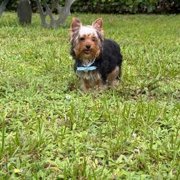 Timmy - Black and gold male Yorkshire Terrier puppy in Naples, Florida from Moon Ranch Puppies