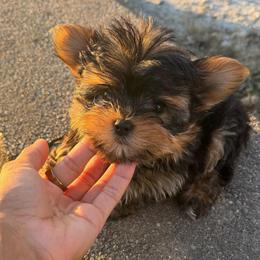 TEDDY BEAR - Black and gold male Yorkshire Terrier puppy in Maple Heights, Ohio from Yorkiesllc