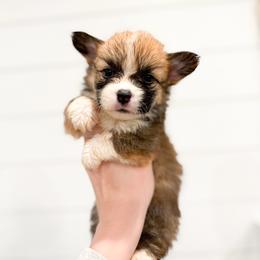 Mr. Laurence - Yellow (Fluffy) - Sable male Pembroke Welsh Corgi puppy in Milan, Georgia from Williams’ Welsh Corgis LLC