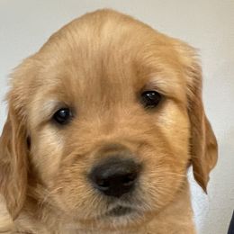 Birch - Dark golden Golden Retriever puppy in Roseburg, Oregon from Elevation Retrievers