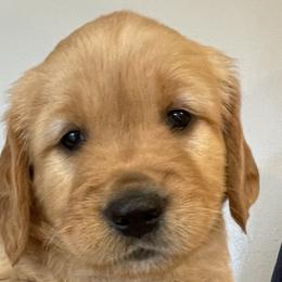 Birch - Dark golden Golden Retriever puppy in Roseburg, Oregon from Elevation Retrievers