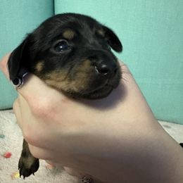 Neon green - Black and tan female Dachshund puppy in Live Oak, Florida from The Weenie Herd Mom