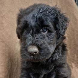 Pink - Black female Giant Schnauzer puppy in Locust Grove, Oklahoma from M & J's Oklahoma Giants