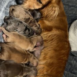 Dachshund All Grown Up from ag dachshunds