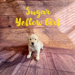 Sugar (Yellow Collar) - Golden Retriever puppy from River City Golden Retrievers