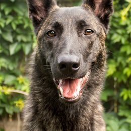 Dutch Shepherds and Mudis from Daydream Mudi