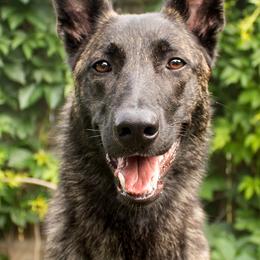Dutch Shepherds and Mudis from Daydream Mudi