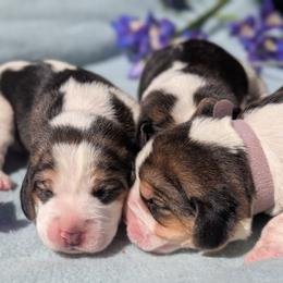 Boy 2 - Black tan and white male Beagle puppy in Colville, Washington from Rosehaven Homestead