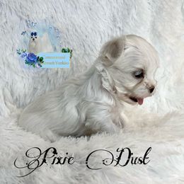 AKC Teacup Pixie Dust - White female Maltese puppy in Bennettsville, South Carolina from Cottonwood Maltese