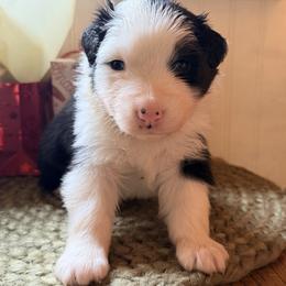Dark green collar - Black tri-color male Australian Shepherd puppy in Quinlan, Texas from Murphy Ranch Australian Shepherds