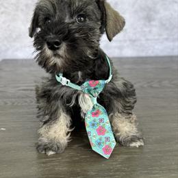 Rolo - Salt and pepper male Miniature Schnauzer puppy in Cape Coral, Florida from Ruby the poodle