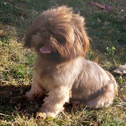 Milly - Shih Tzu