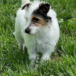 Sami - Jack Russell Terrier