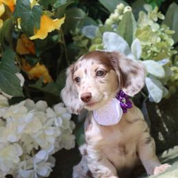 Blossom - Dapple female Dachshund puppy in Woodbine, Georgia from Bowdachs Cream Pies