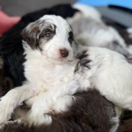 Ben - Merle male Goldendoodle puppy in Soddy Daisy, Tennessee from The W Doods