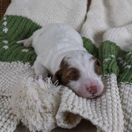 Joy - Parti female Goldendoodle puppy in Warsaw, Ohio from Lovabledoodles