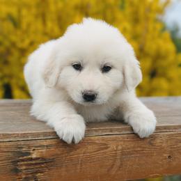 Girl 3 Yellow - White female Great Pyrenees puppy in Yakima, Washington from Naches Heights Ranch