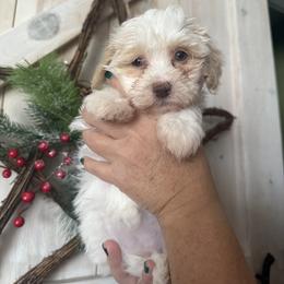 Opal - White female Havanese puppy in Reese, Michigan from Windy Hill Havanese