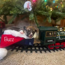 Buzz - Sable male Pembroke Welsh Corgi puppy in Sheldon, Missouri from Clearsky Corgis
