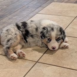 Australian Shepherd Puppies from Winter River Farms Australian Shepherds